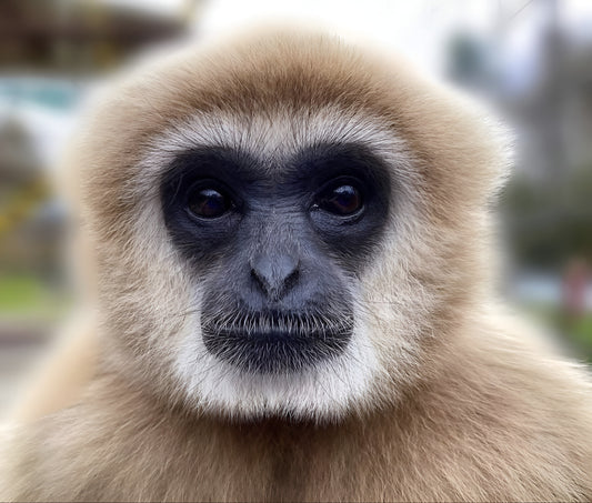 EZ-Install molle panel